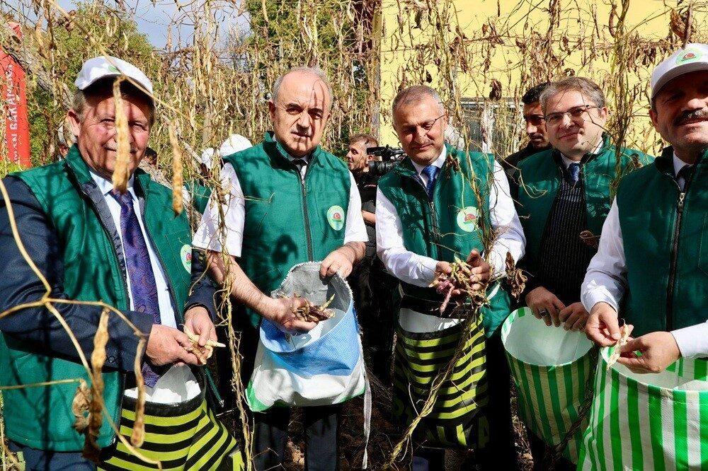 Akkuş ilçesinde coğrafi işaretli Şeker Fasulyesi’nin beşinci hasat töreni düzenlendi