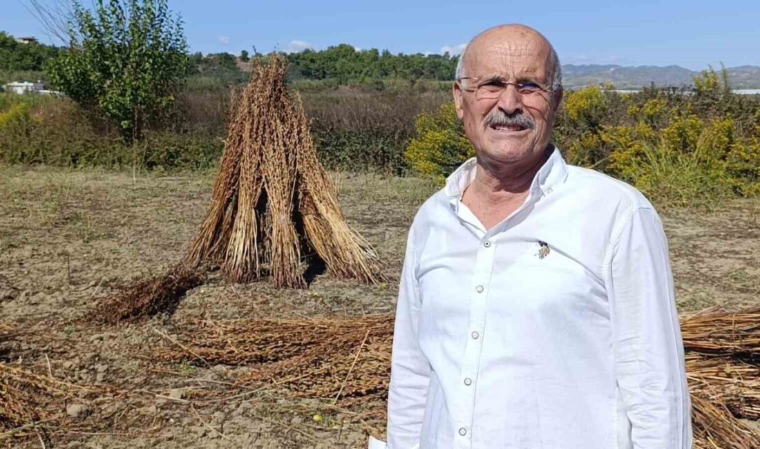 Manavgat Altın Susamı Tarlasına Hırsız Girdi: 100 Kilogram Susam Çalındı Antalya'nın Manavgat ilçesinde, "Manavgat Altın Susamı" olarak tescillenen susam tarlasında