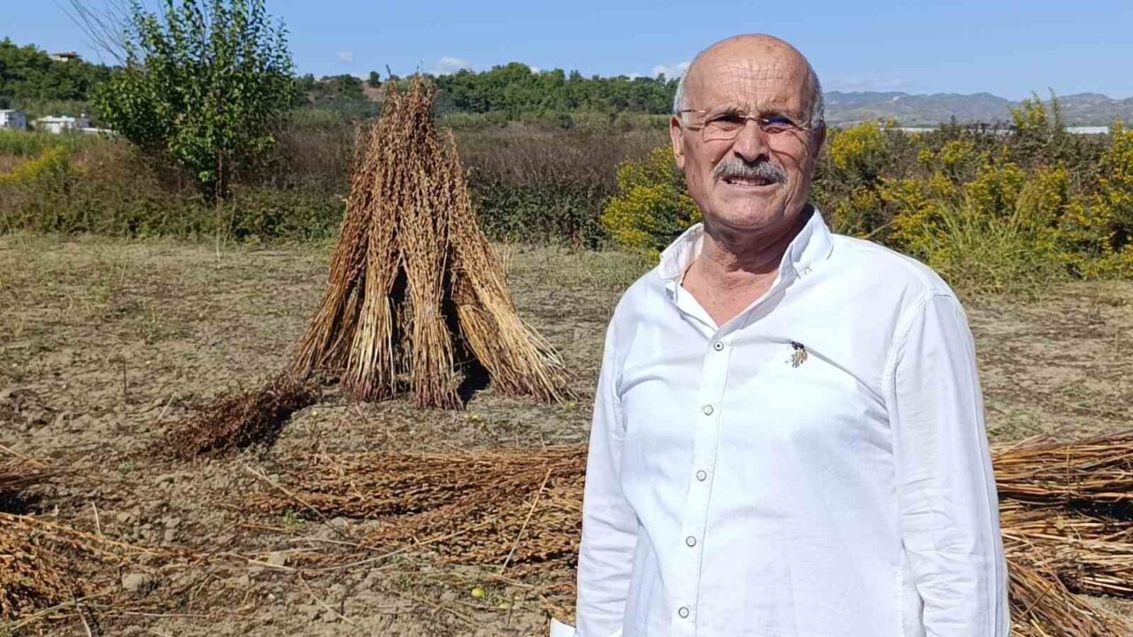 Antalya'nın Manavgat ilçesinde, "Manavgat Altın Susamı" olarak tescillenen susam tarlasında