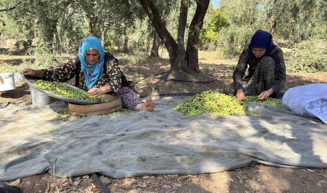 Mardin'in Derik ilçesinde, organik yöntemlerle yetiştirilen Derik halhalı zeytinlerinin hasadında