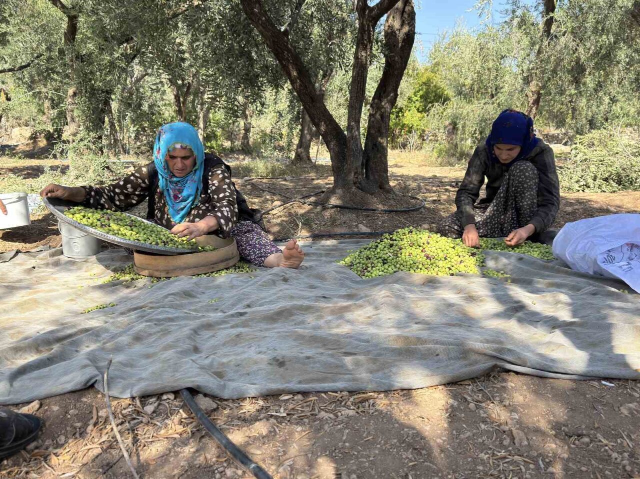 Mardin'in Derik ilçesinde, organik yöntemlerle yetiştirilen Derik halhalı zeytinlerinin hasadında