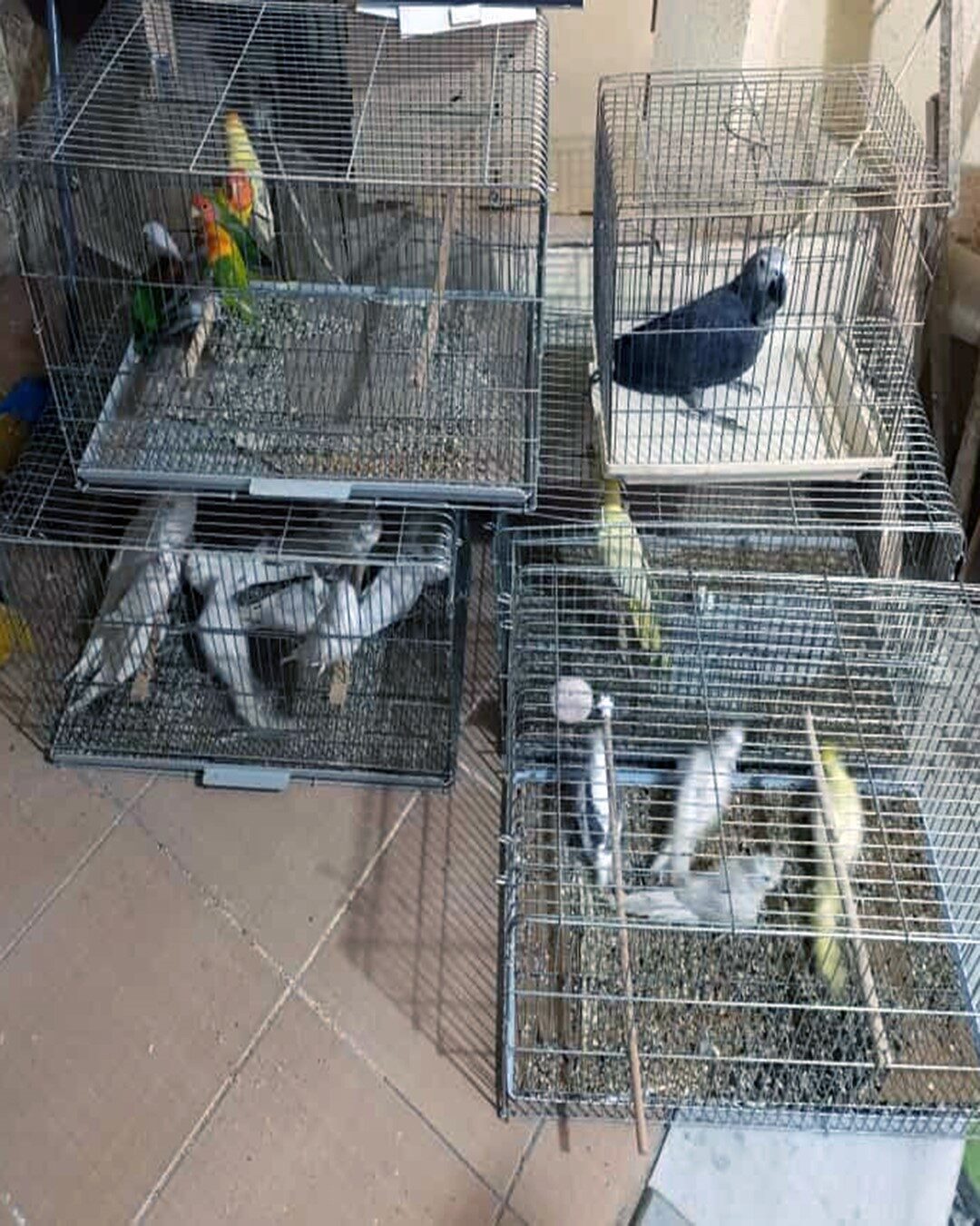 Tekirdağ’ın Çorlu ilçesinde, yasadışı yaban hayvanı üretimi yapan bir işyeri