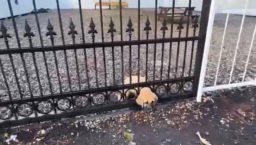 Hatay’daki Sağlık Ocağı’nın Demir Kapısına Sıkışan Yavru Köpek, İtfaiyenin Hızlı Müdahalesiyle Kurtarıldı.