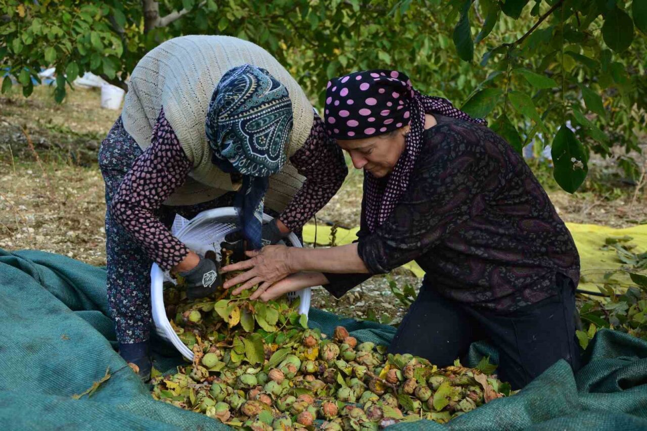 Manisa'nın Demirci ilçesinde ceviz hasadı başladı. Üreticiler, 10 dönümlük tarlasında