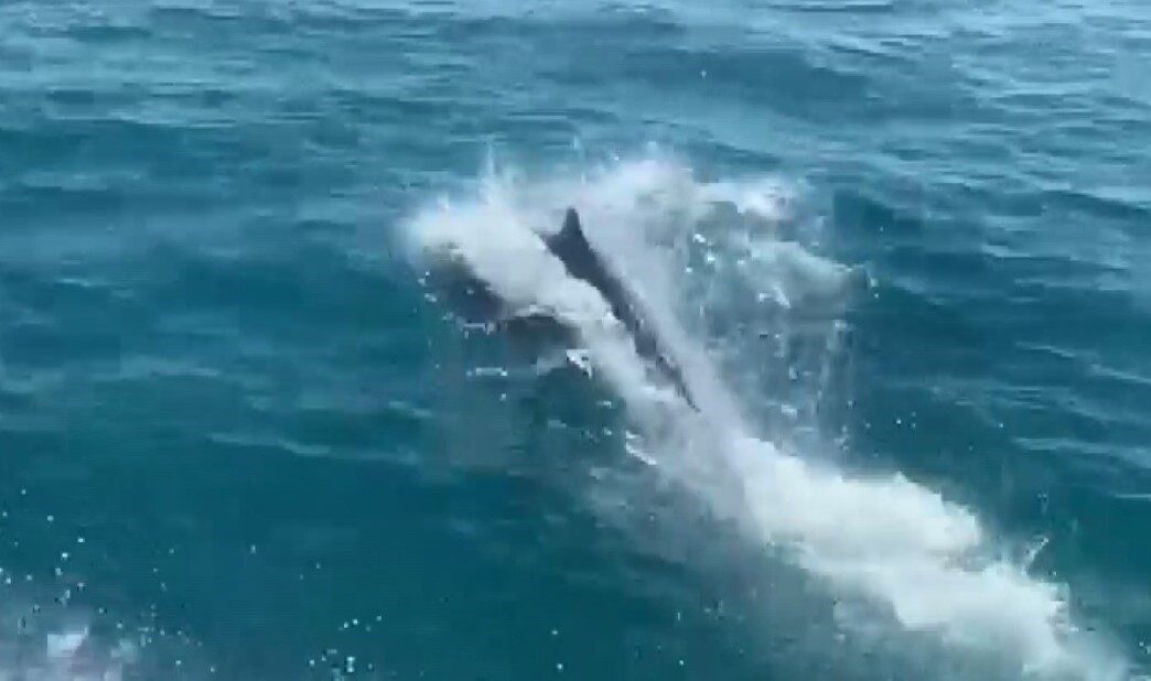 Mersin’de Deniz Polisi Rutin Devriyesine Yunuslar Eşlik Etti, Göz Dolduran Manzaralar Ortaya Çıktı