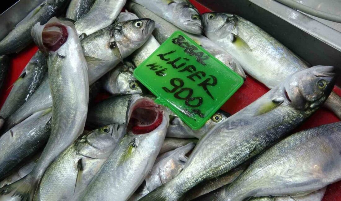 Çanakkale’de Balıkçıların Ağlarında Lüfer Bolluğu Yaşanıyor Çanakkale'deki balıkçılar, 2023 av sezonunda lüfer bolluğu yaşandığını belirtiyor. Balıkhane