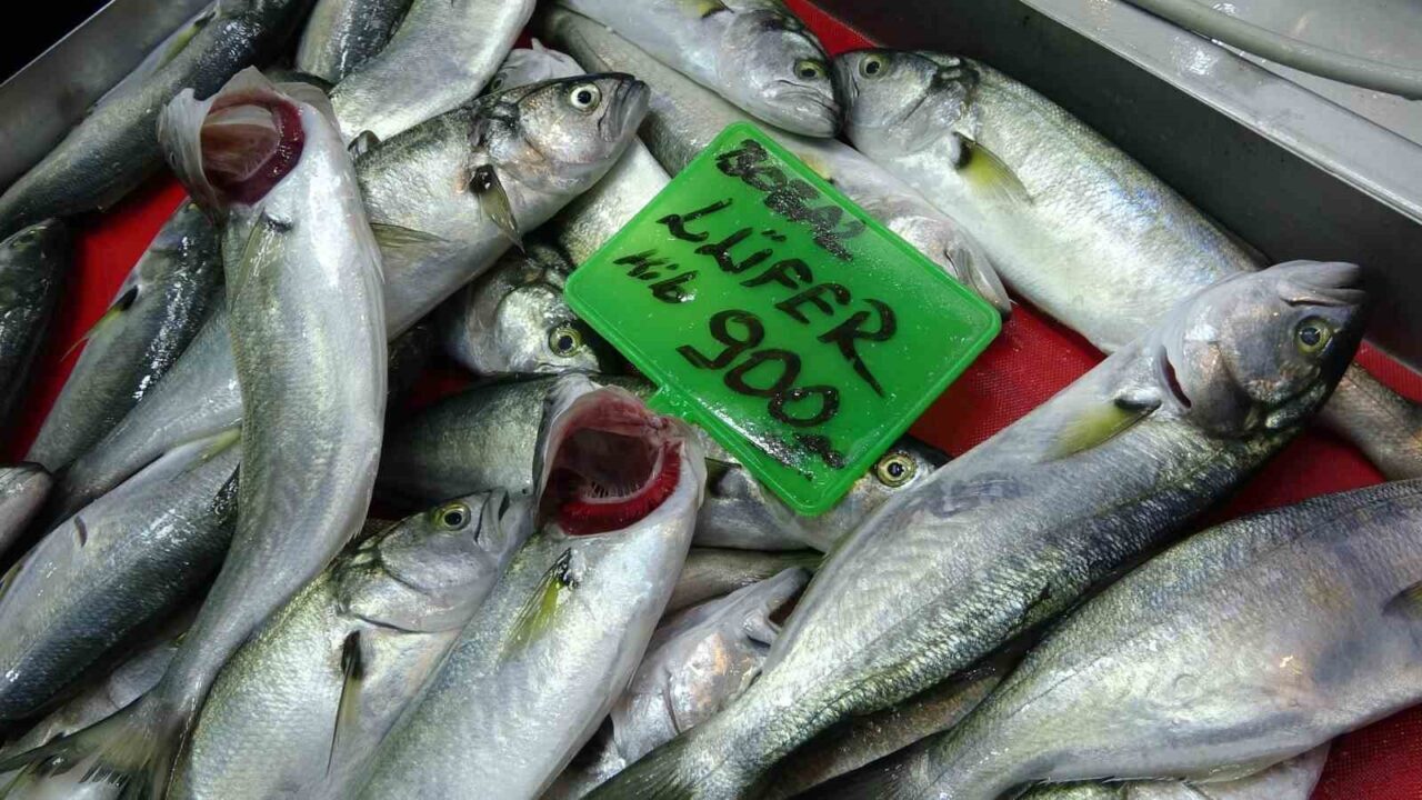 Çanakkale'deki balıkçılar, 2023 av sezonunda lüfer bolluğu yaşandığını belirtiyor. Balıkhane