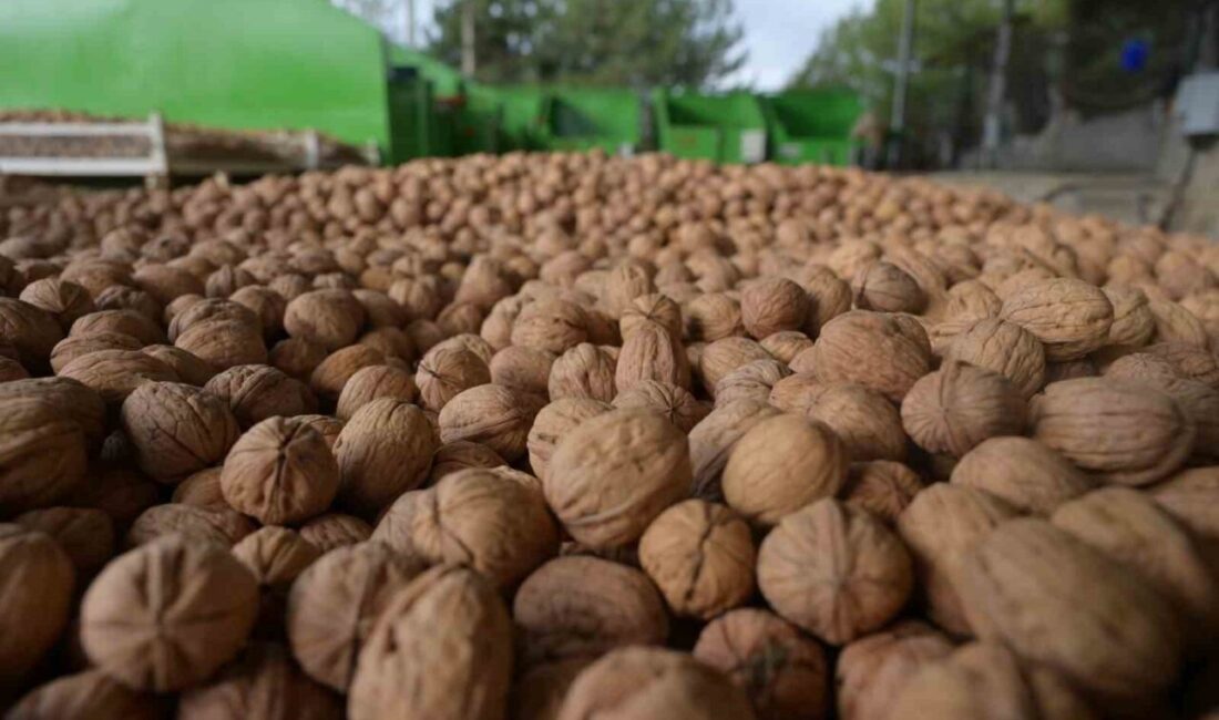 Denizli’de Modern Ceviz Bahçelerinde Hasat Dönemi Başladı Denizli, modern kapama ceviz bahçeleriyle Türkiye'nin önemli üretim merkezlerinden biri