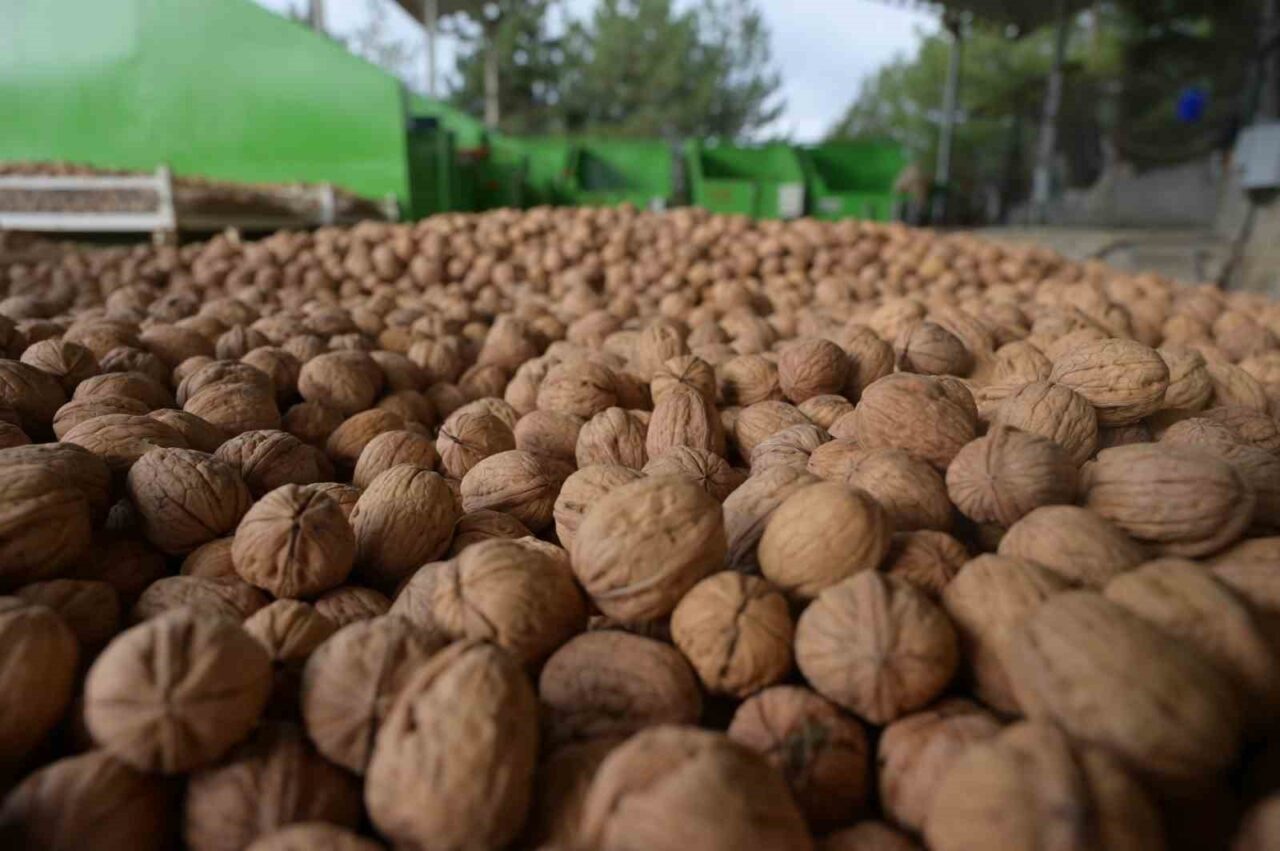 Denizli, modern kapama ceviz bahçeleriyle Türkiye'nin önemli üretim merkezlerinden biri