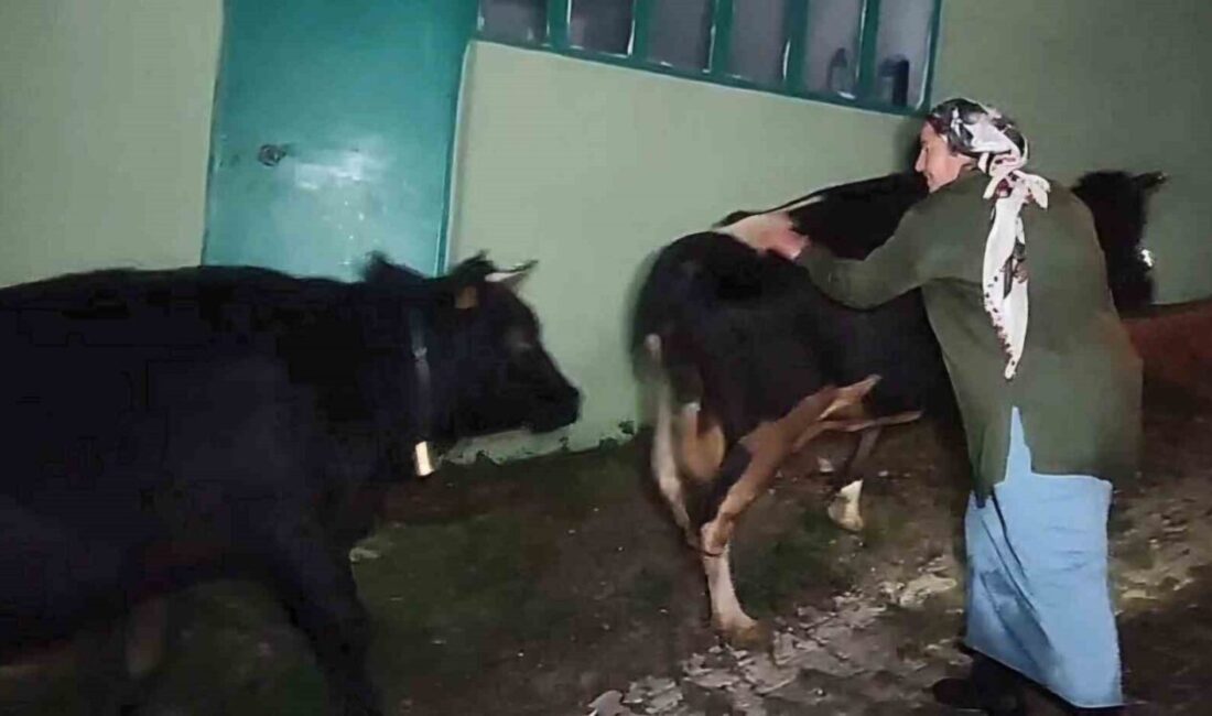 Bartın'ın Ulus ilçesinde şiddetli yağış nedeniyle derede mahsur kalan 3