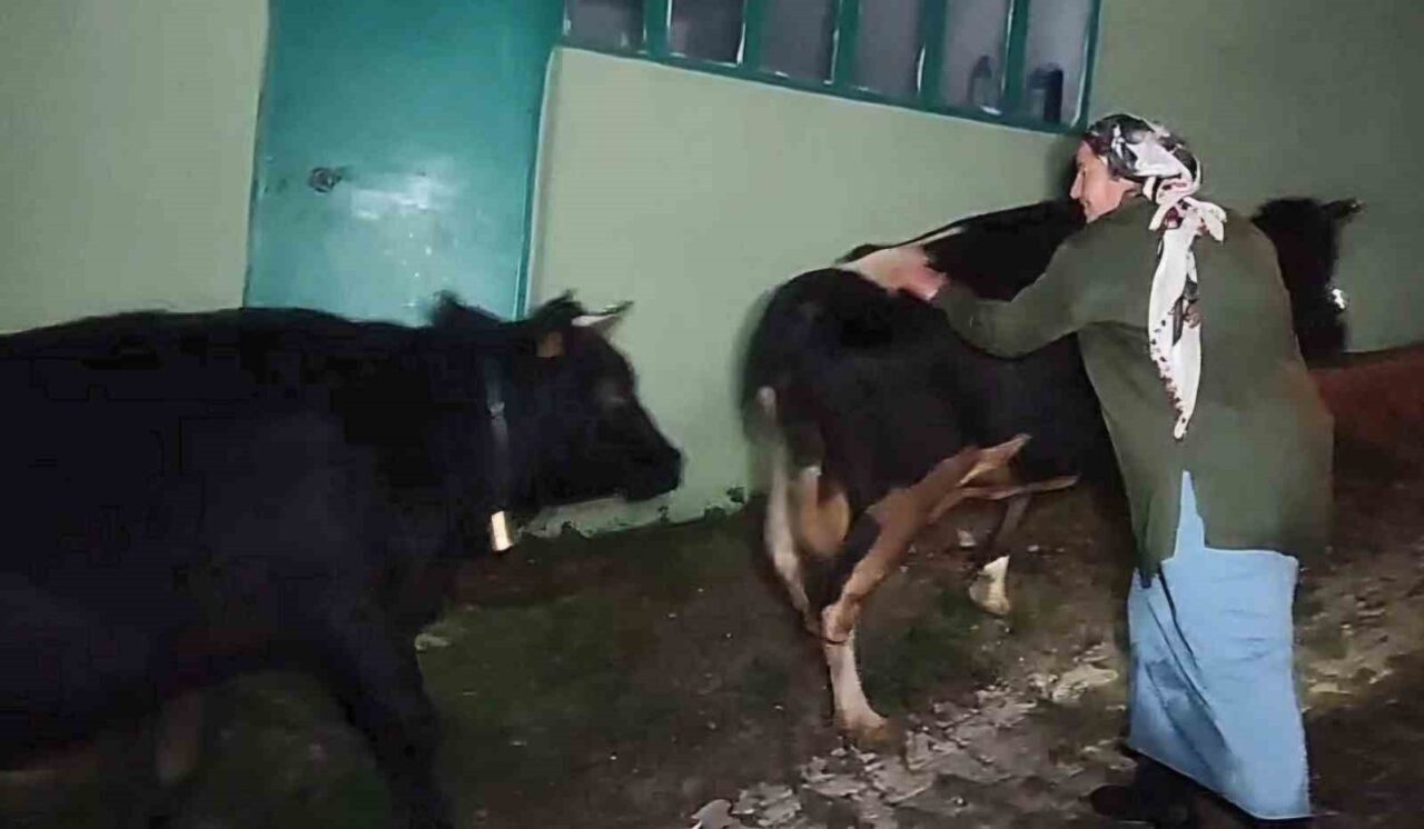 Bartın'ın Ulus ilçesinde şiddetli yağış nedeniyle derede mahsur kalan 3