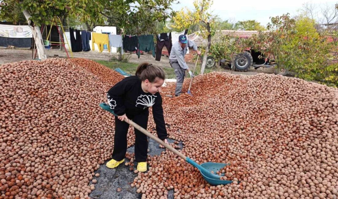 Edirne'nin İpsala ilçesindeki Karaağaç köyünde, 49 yıllığına kiralanan 2 bin