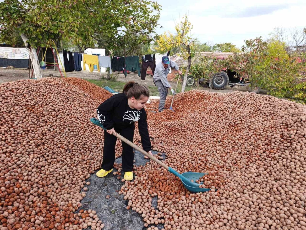 Edirne'nin İpsala ilçesindeki Karaağaç köyünde, 49 yıllığına kiralanan 2 bin