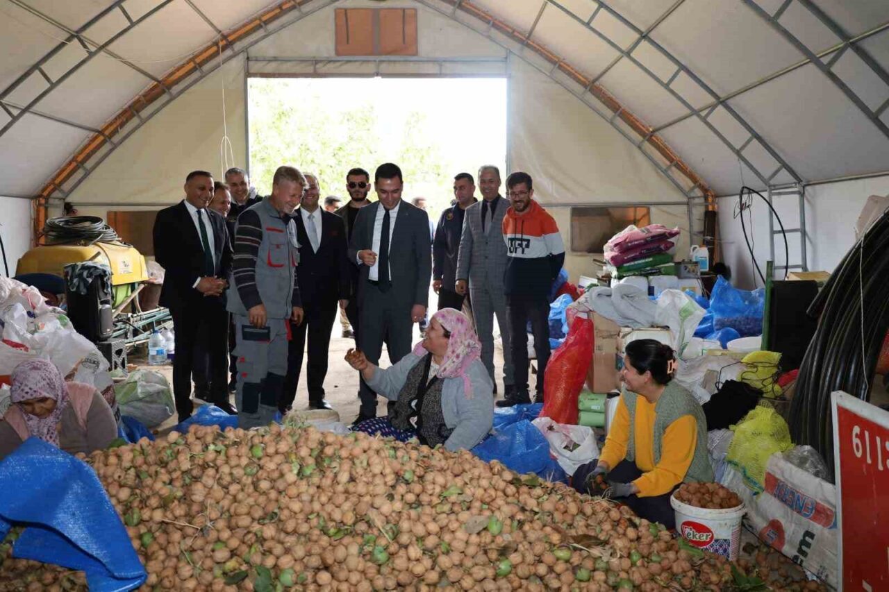 Afyonkarahisar'ın Dinar ilçesinde ceviz hasadı başladı ve rekoltenin çiftçileri mutlu