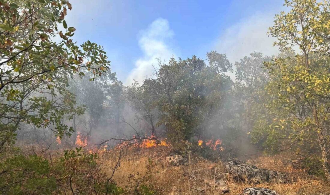 Diyarbakır'ın Dicle ilçesinde Biçer Mahallesi'nde çıkan örtü yangını, saat 14.00'te