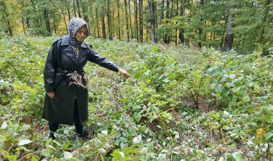 Domaniç’te Genç Girişimcinin Ahududu Bahçesi Ayıların Saldırısına Uğradı Kütahya'nın Domaniç ilçesinde genç girişimci Esra Yavuz, 3 yıl önce