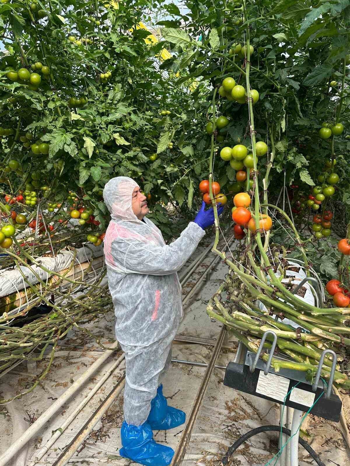 Afyonkarahisar'da domateste verim arttırmak için virüs analizi gerçekleştirildi. Tarım ve