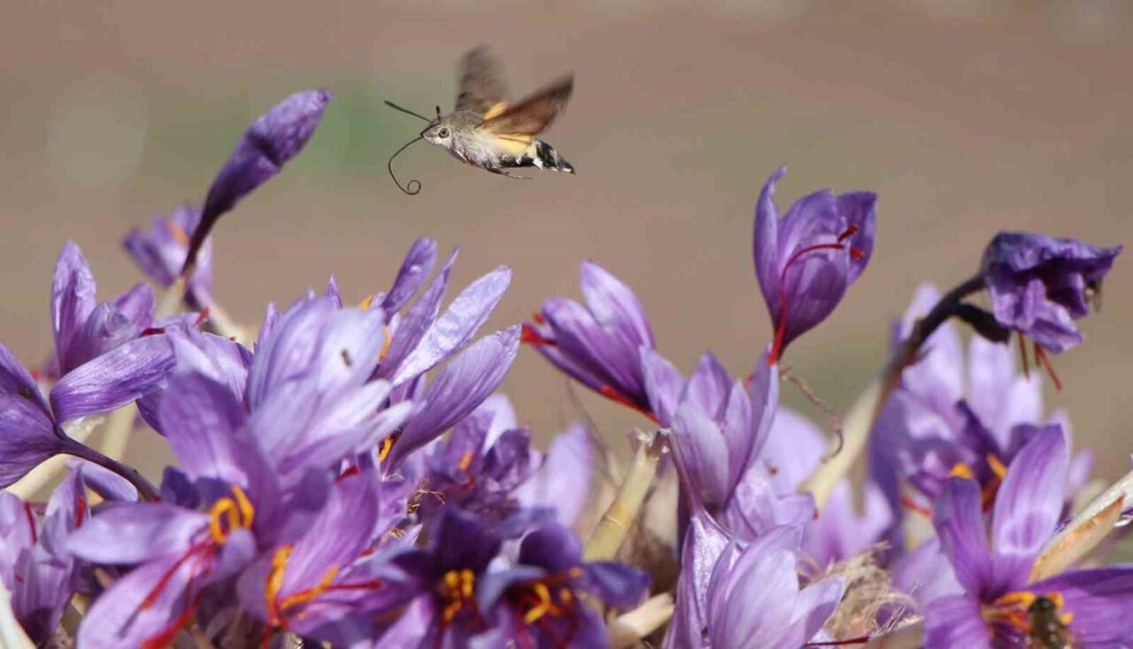 Amasya’da safranın kilogram fiyatı 500 bin TL’dir. İl Tarım ve