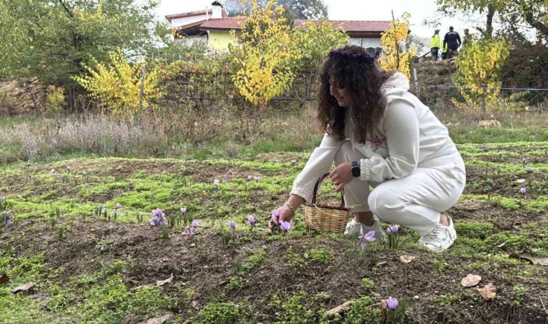 Safran Hasadı Etkinliği Düzenlendi, Kilogram Fiyatı 600 Bin Lira Olarak Belirlendi Karabük'ün Safranbolu ilçesinde, UNESCO Dünya Mirası olan bölgede düzenlenen 9.