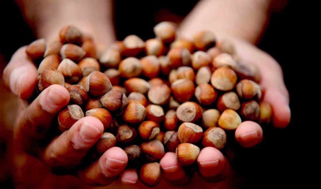 Düzce'den Avrupa Birliği ülkelerine bu yıl 15 bin 288 ton