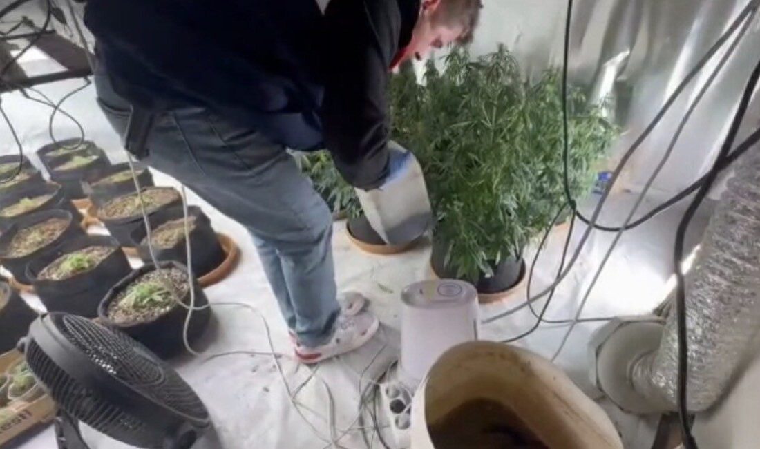 Düzce’de Jandarma Ekipleri, Uyuşturucu Yetiştirmek Amacıyla Kurulmuş Düzeneklere Baskın Düzenledi Düzce'de jandarma, bir evde uyuşturucu üretimi için özel düzenek kurulduğunu