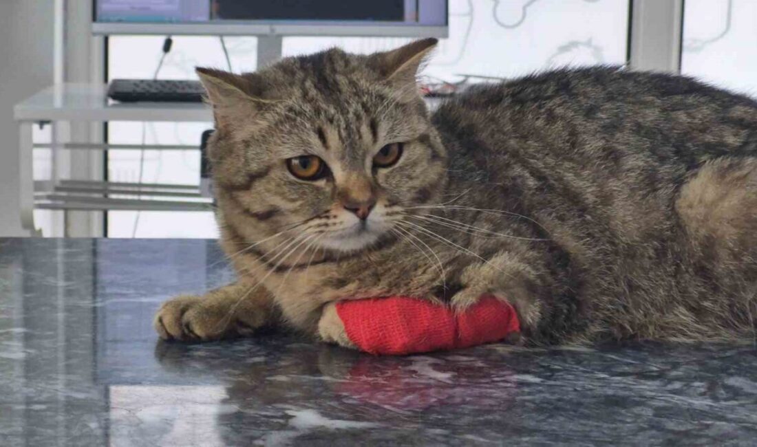 Düzce’den Yedi Ayda 927 Bin Ton Kedi ve Köpek Maması İhracatı Gerçekleşti Düzce, son yedi ayda 927.495 ton kedi ve köpek maması