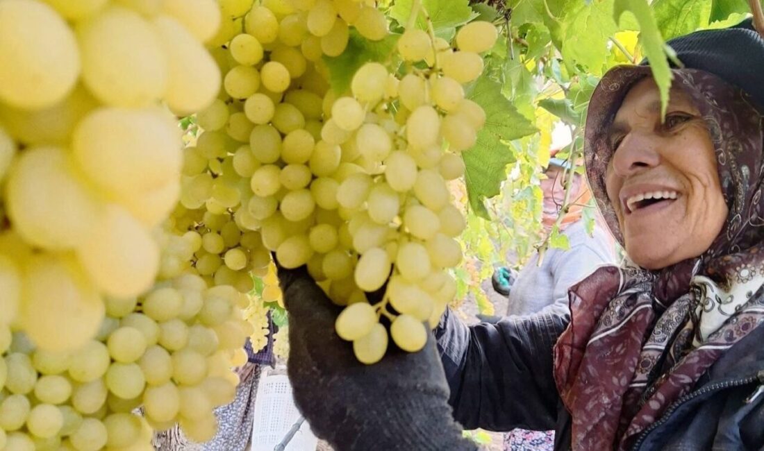 Sarıgöl’de Üzüm Hasadı Ekim Ayının Sonuna Rağmen Devam Ediyor Manisa'nın Sarıgöl ilçesinde kadın işçiler, ekim ayının sonlarında da örtü