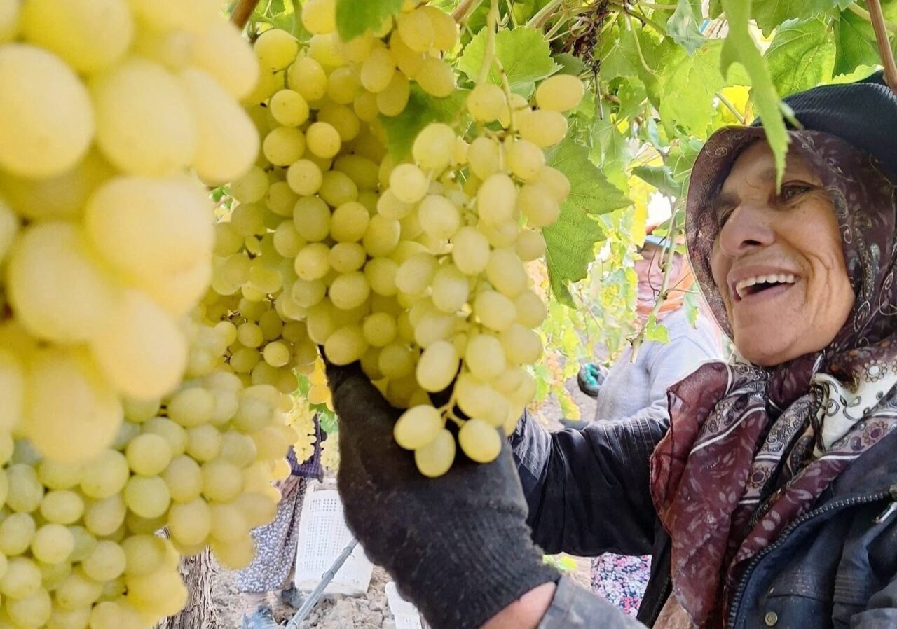 Manisa'nın Sarıgöl ilçesinde kadın işçiler, ekim ayının sonlarında da örtü