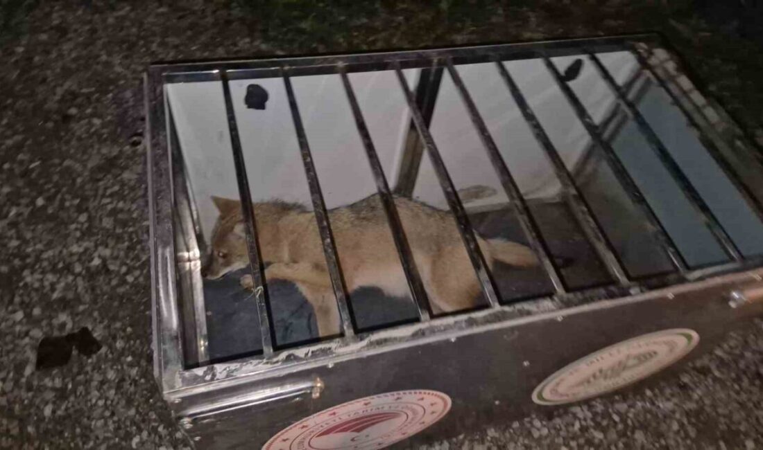 Bartın’da Yaralı Tilkiye Çarpan Sürücü, Doğa Koruma Ekiplerini Bekleyerek Hayvanın Yanından Ayrılmadı Bartın'da Baran Uğur'un kullandığı otomobil, yolda aniden çıkan bir tilkiye