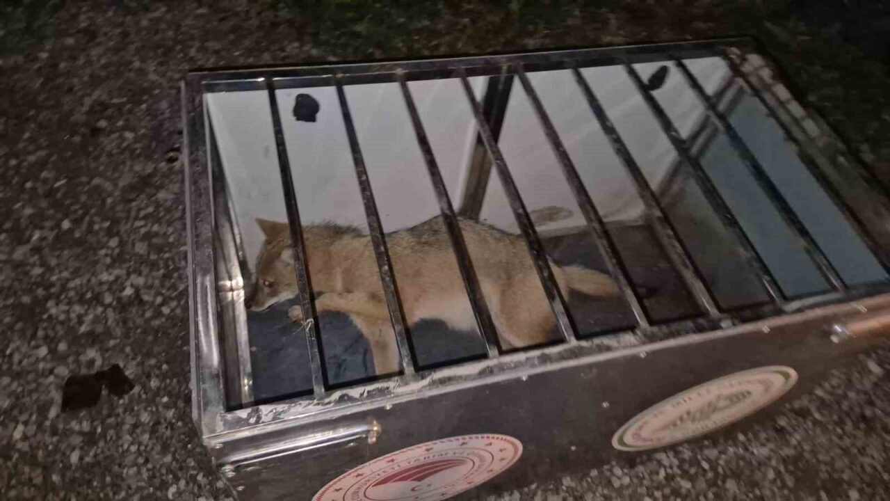 Bartın'da Baran Uğur'un kullandığı otomobil, yolda aniden çıkan bir tilkiye