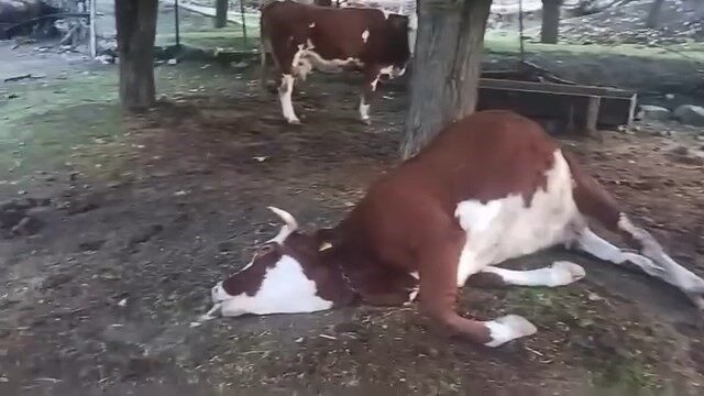 Elazığ’da Yıldırım Düşmesi Sonucu İki İnek Telef Oldu