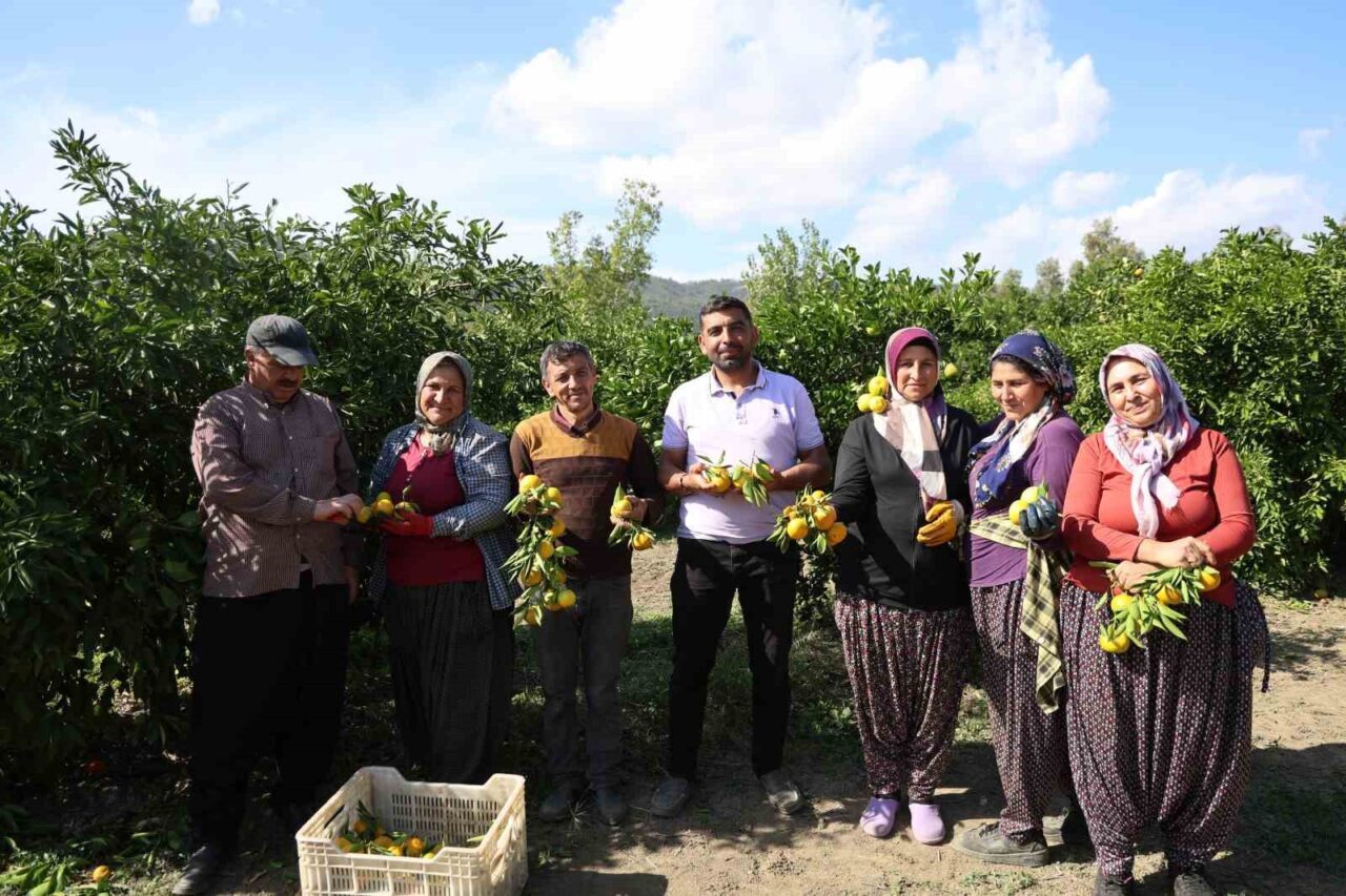 Adana'nın Çukurova bölgesinde mandalina fiyatları 15 TL'den 8 TL'ye düştü.