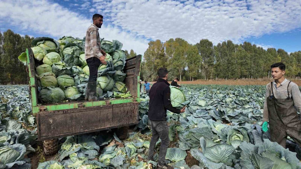 Van'ın Erciş ilçesinde coğrafi tescil işaretli lahana hasadı başladı. 500