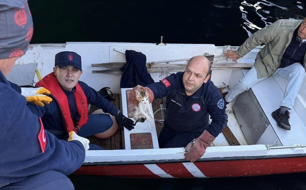 Balıkesir'in Erdek ilçesinde denize düşen bir yavru kedi, vatandaşların ihbarı
