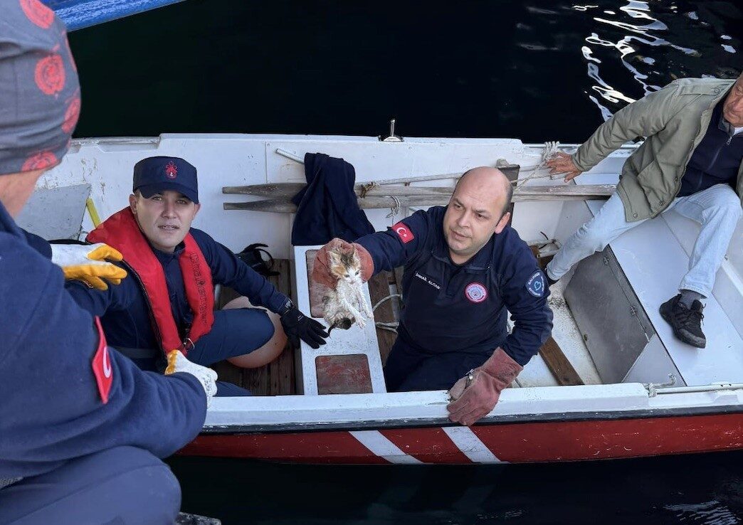 Erdek’te Denize Düşen Yavru Kedi, İtfaiye Ekiplerinin Hızlı Müdahalesiyle Kurtarıldı