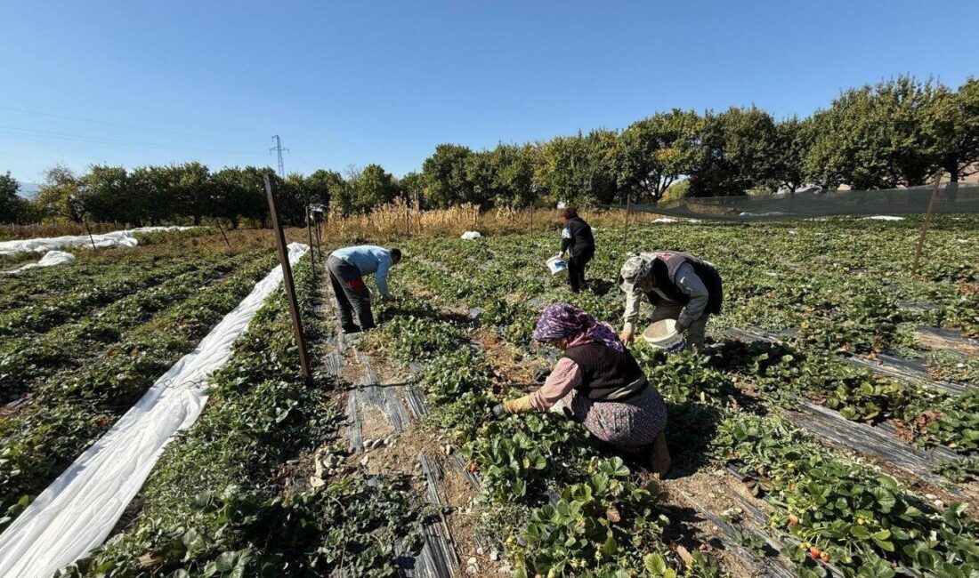 Erzincan’da Çilek Üretiminde Yeni Hedef: 2025 İçin 15 Ton Rekolte Planlanıyor Erzincan Üzümlü'de çilek üretimi yapan Biyomühendis Uğur Yunus Karatepe, 2025