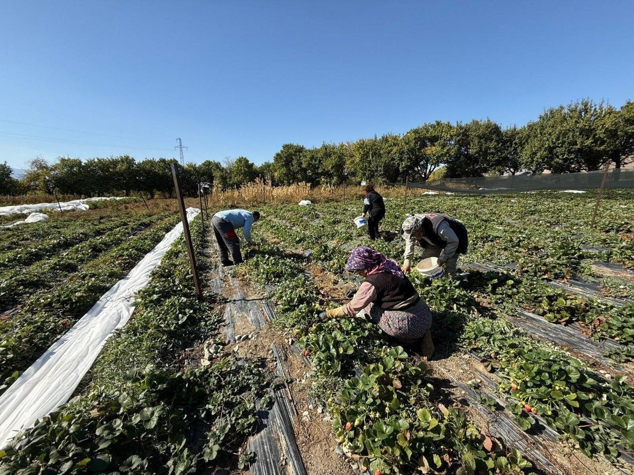 Erzincan Üzümlü'de çilek üretimi yapan Biyomühendis Uğur Yunus Karatepe, 2025