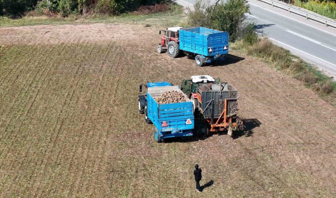 Erzincan’da Şeker Pancarı Hasadı Başladı Ancak Fiyatlar Üreticiyi Tatmin Etmedi Erzincan'da erken hasadına başlanan şeker pancarları, çiftçiler Hüseyin Bayram ve