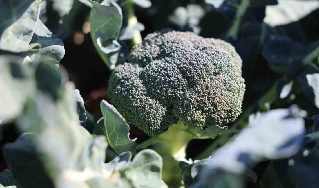 Erzurum'da Atatürk Üniversitesi ve Ticaret Borsası'nın desteğiyle yürütülen brokoli yetiştirme