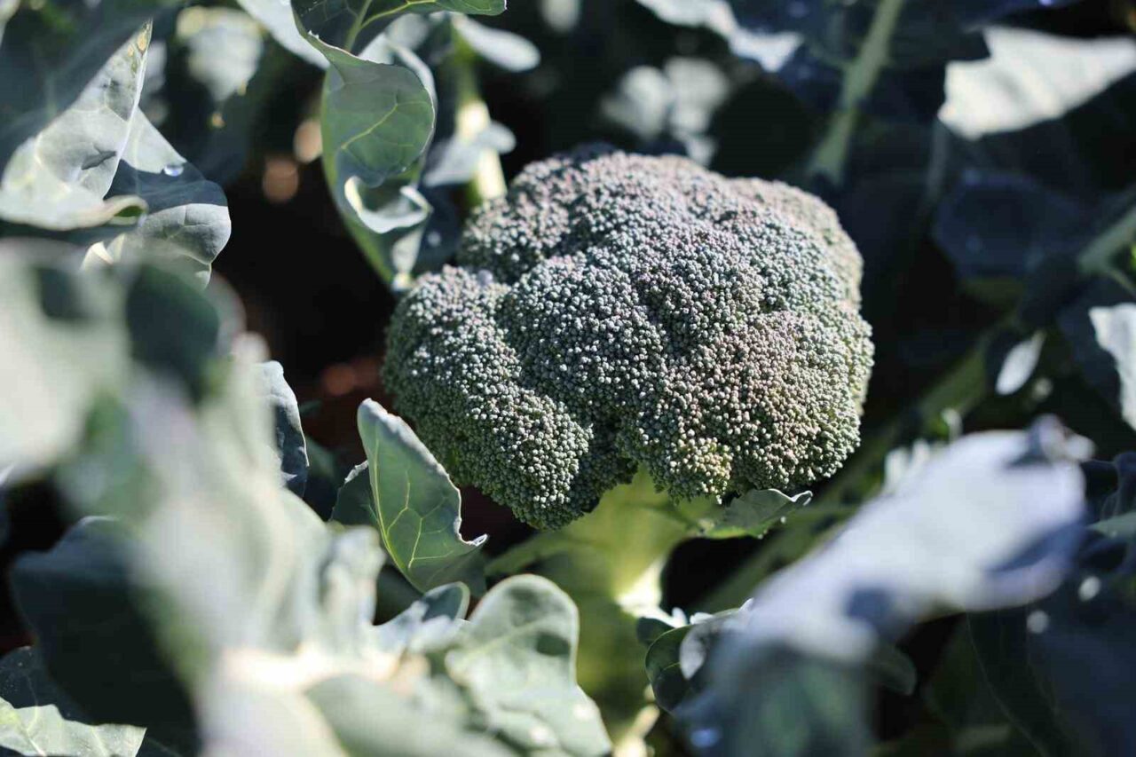 Erzurum'da Atatürk Üniversitesi ve Ticaret Borsası'nın desteğiyle yürütülen brokoli yetiştirme