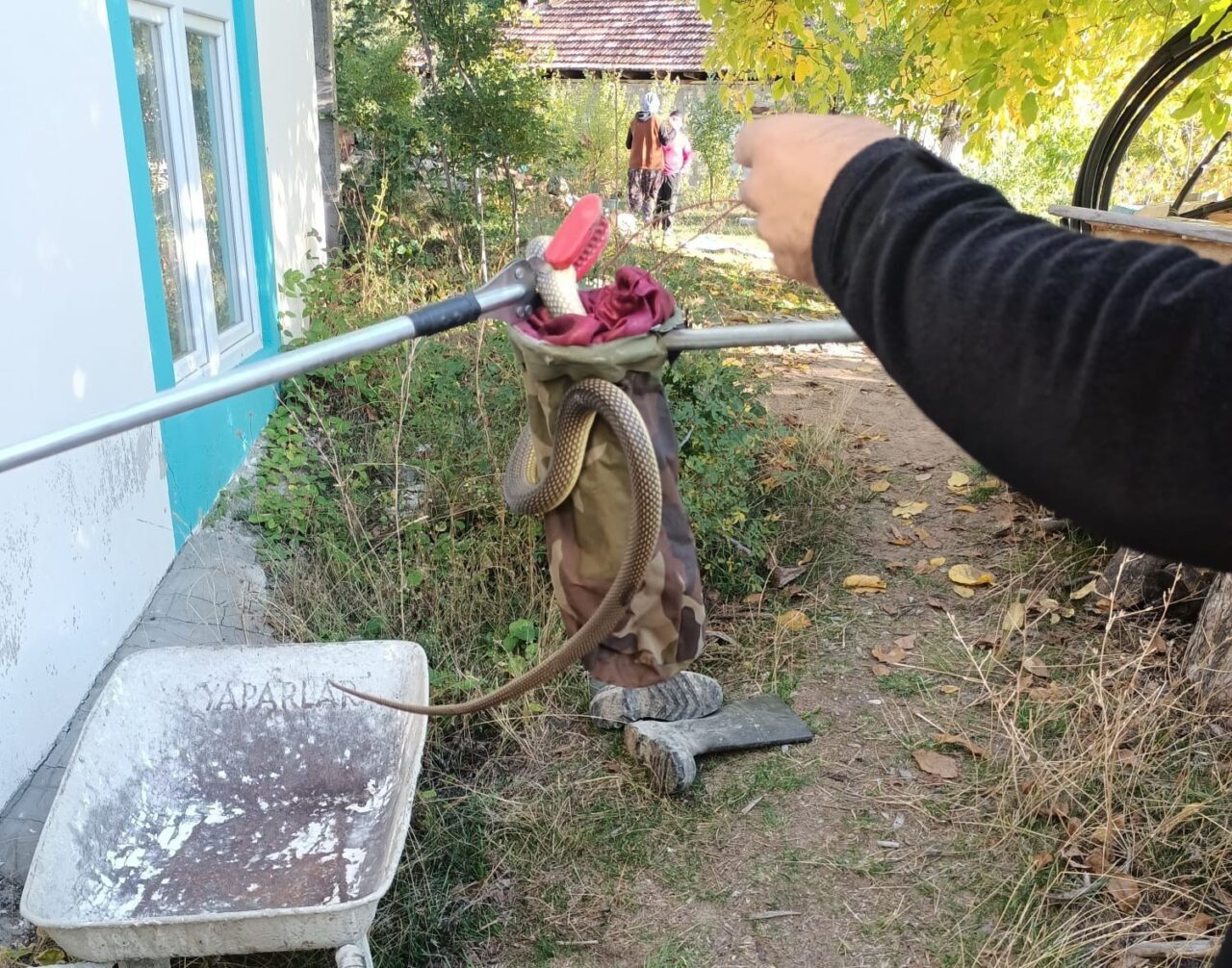 Denizli'nin Çameli ilçesinde Servet Kök'ün evinde görülen 2 metrelik yılan,
