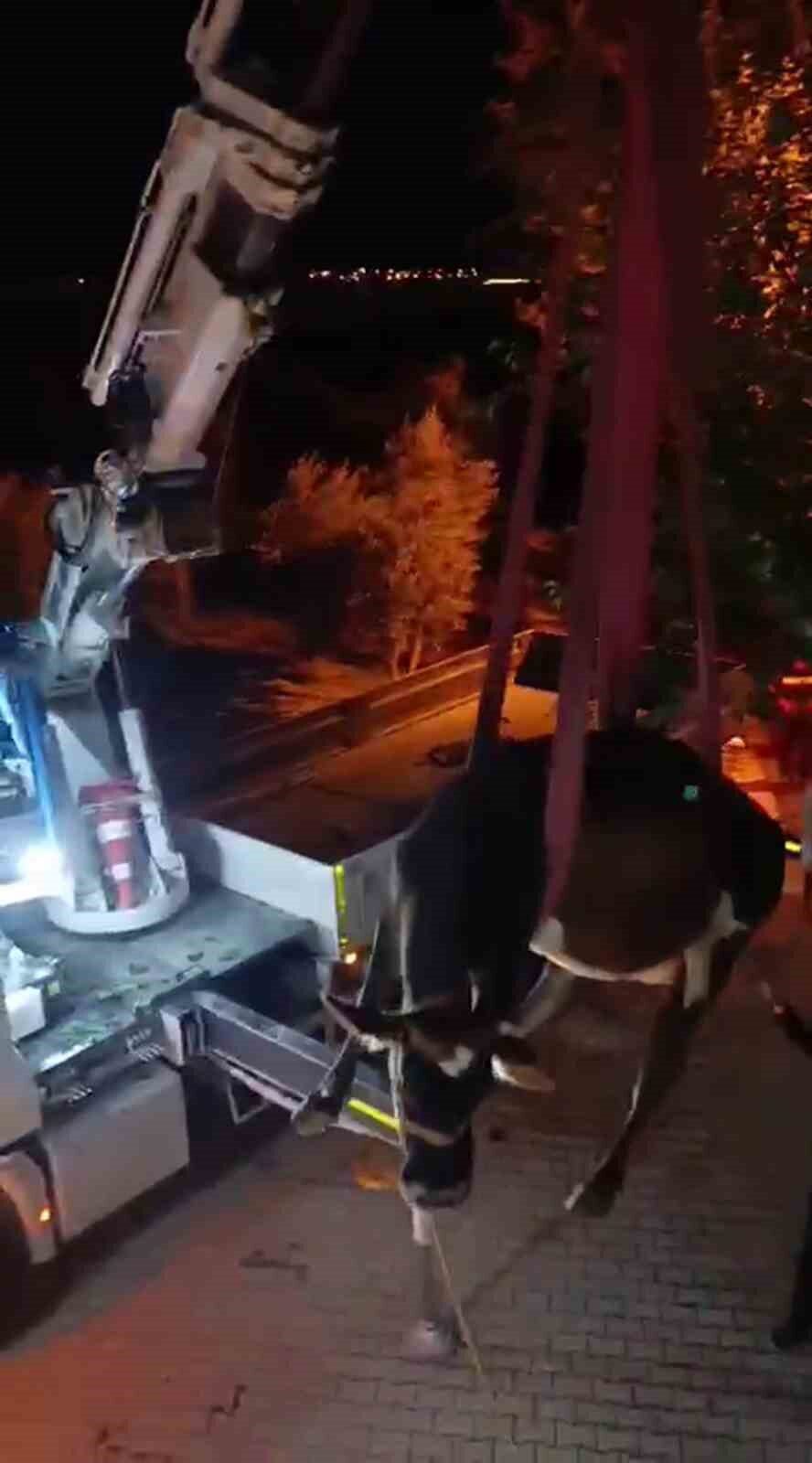 Hatay'ın Hassa ilçesinde bir evin damına çıkan inek, itfaiye ekiplerinin