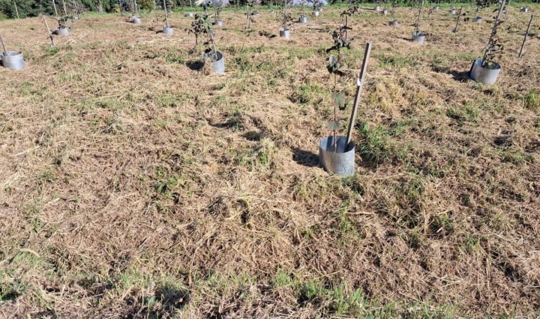 Fındık Araştırma Enstitüsü, Çakıldak fındık çeşidinde verim ve kalite artırma