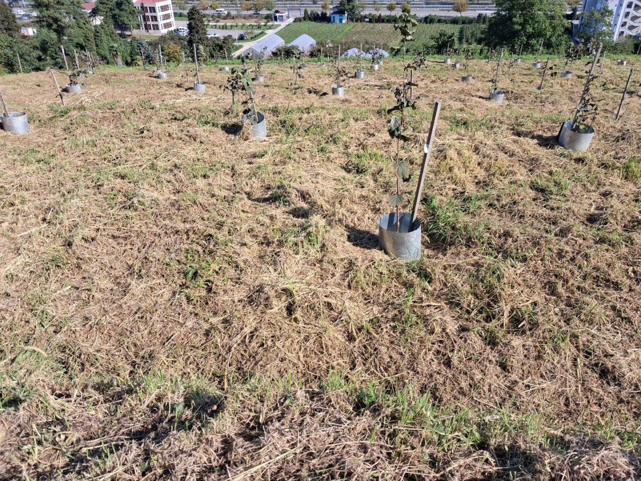 Fındık Araştırma Enstitüsü, Çakıldak fındık çeşidinde verim ve kalite artırma