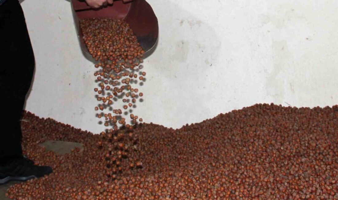 Fındık Fiyatlarında Düşüş Devam Ederken Tarım Kredi Kooperatifleri Piyasanın En Yüksek Fiyatını Belirledi Giresun'da fındık fiyatları önce 330 liraya düştü; ancak Tarım Kredi
