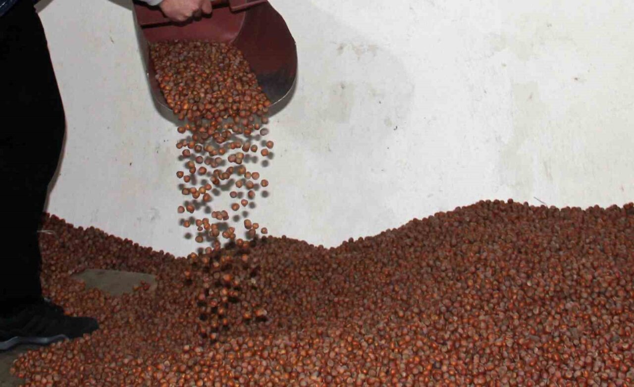Giresun'da fındık fiyatları önce 330 liraya düştü; ancak Tarım Kredi