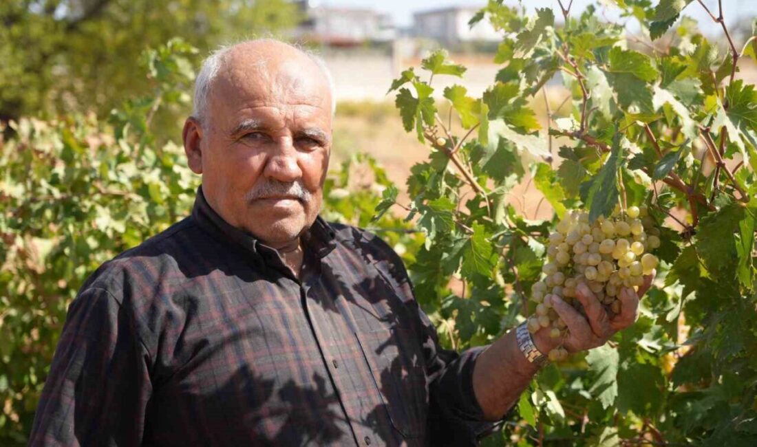 Gaziantep’te Alternatif Ürün Üretimi İçin Telli Sistemle Üzüm Bağı Kuruldu Gaziantep'te alternatif tarımı desteklemek isteyen Metin Ok ve oğlu Yakup