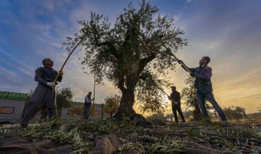 Gaziantep Ticaret Borsası Başkanı Mehmet Akıncı, bölgedeki zeytin hasadının başladığını
