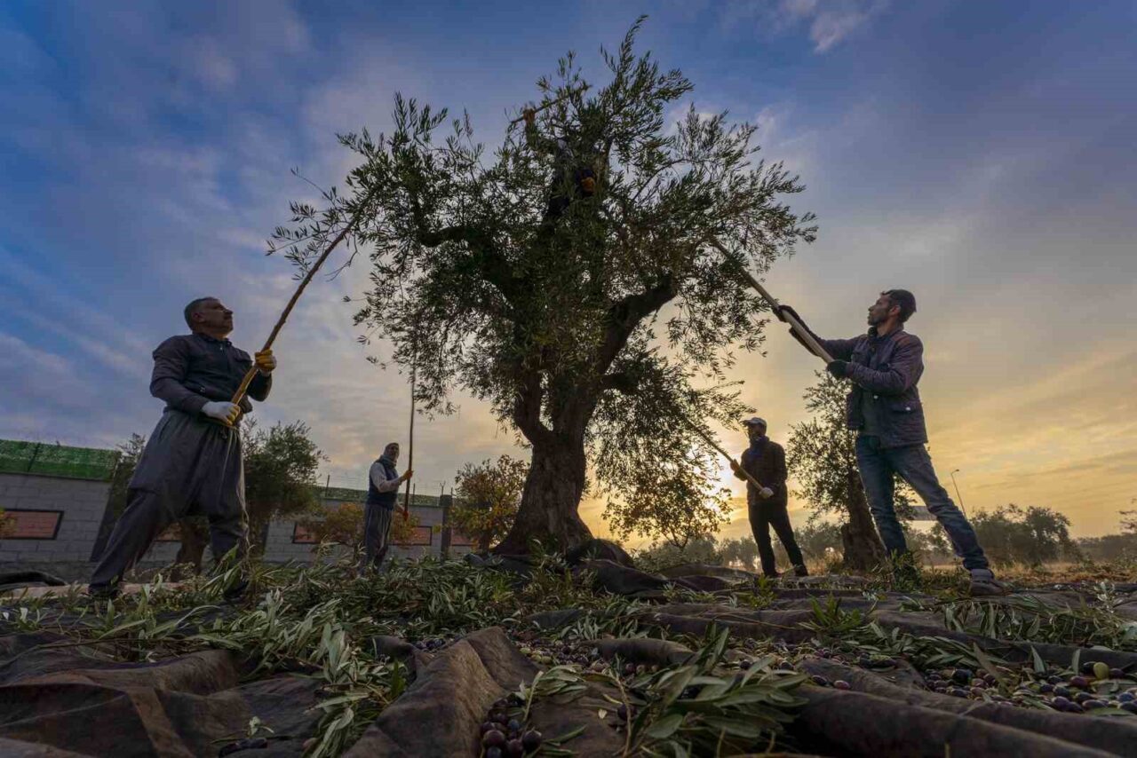 Gaziantep Ticaret Borsası Başkanı Mehmet Akıncı, bölgedeki zeytin hasadının başladığını