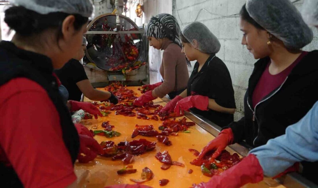 Gaziantep'te kadınlar, kırmızı biber hasatının ardından salça üretimi için yoğun